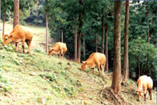 林内放牧肉用牛と林業の複合経営